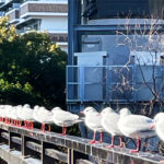 都会の川に暮らすゆりかもめの群れ、環境に変化に対応し、たくましく自由に生きる野生の鳥たち