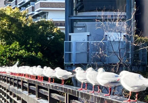 都会の川に暮らすゆりかもめの群れ、環境に変化に対応し、たくましく自由に生きる野生の鳥たち