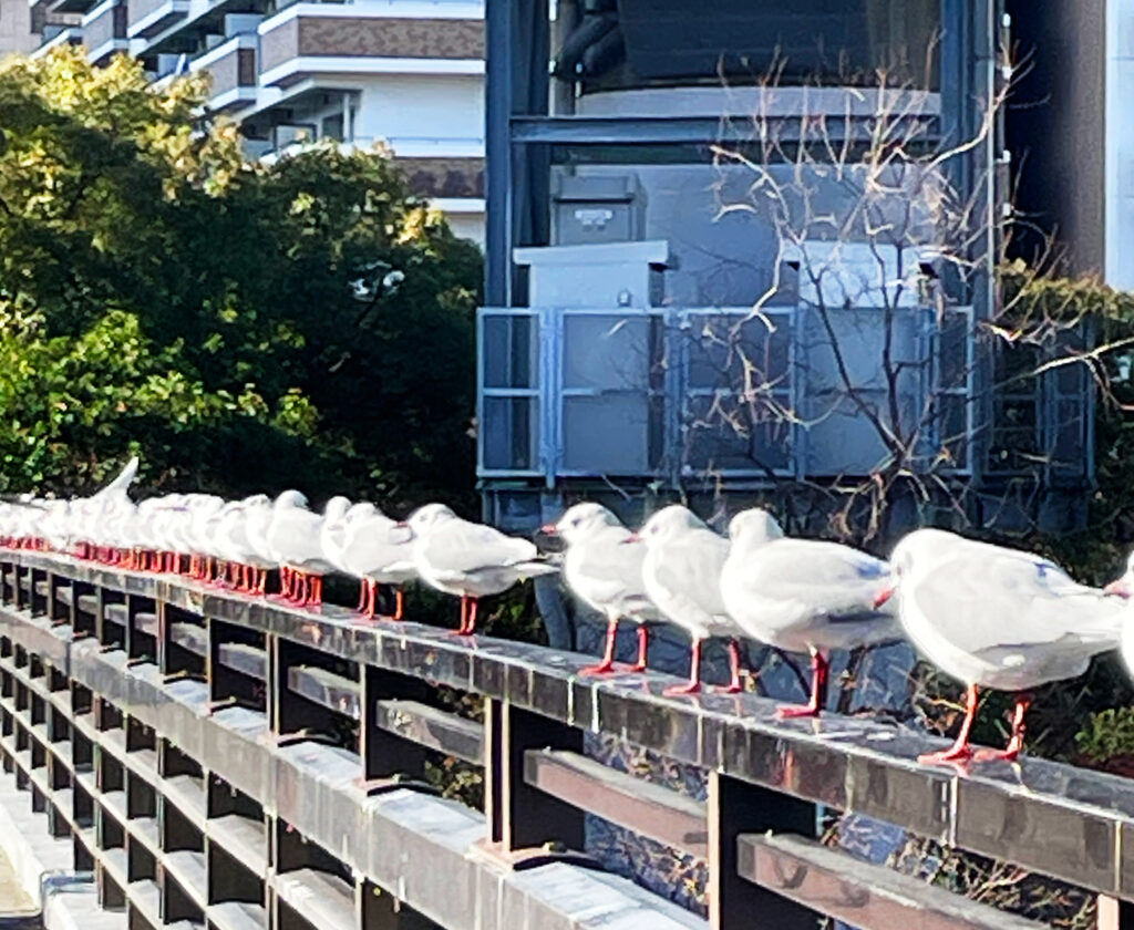 都会の川に暮らすゆりかもめの群れ